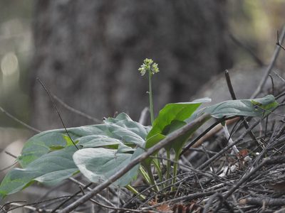 Adelinia grandis, photographed by Mary K. Hanson