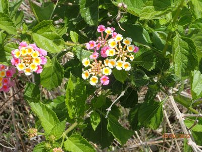Lantana strigocamara, photographed by TJ Butler