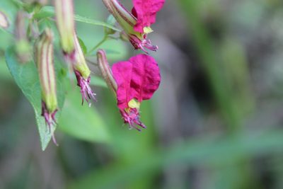 Cuphea cordata, photographed by Michael A. Alcorn