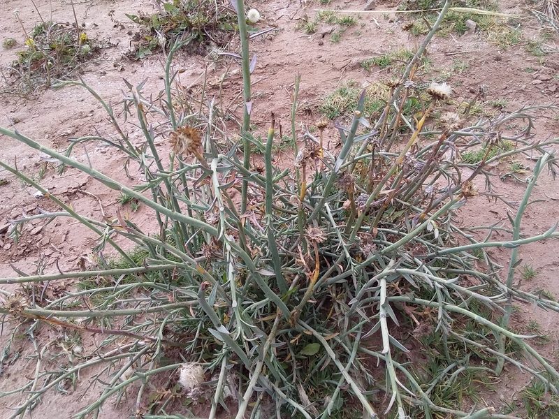 Baccharis juncea, photographed by Humber Alberto