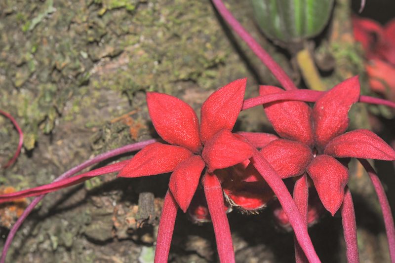 Herrania mariae, photographed by Morten Ross