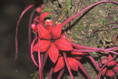 Herrania mariae, photographed by Morten Ross