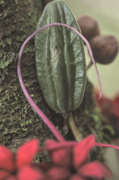 Herrania mariae, photographed by Morten Ross