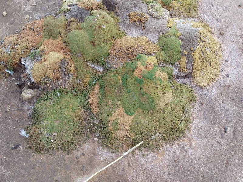 Frankenia triandra, photographed by Humber Alberto