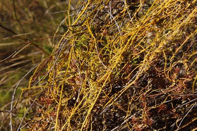 Cassytha ciliolata, photographed by Tony Rebelo
