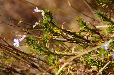 Lobelia pinifolia, photographed by Tony Rebelo