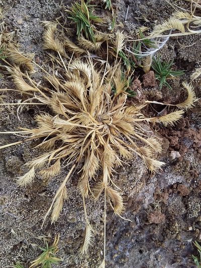 Bouteloua simplex, photographed by Humber Alberto