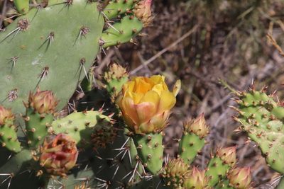 Opuntia littoralis, photographed by Millie Basden