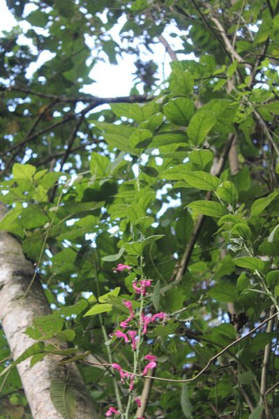 Centropogon urubambae, photographed by Michael A. Alcorn