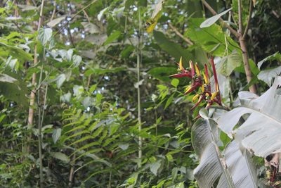 Heliconia subulata, photographed by Michael A. Alcorn