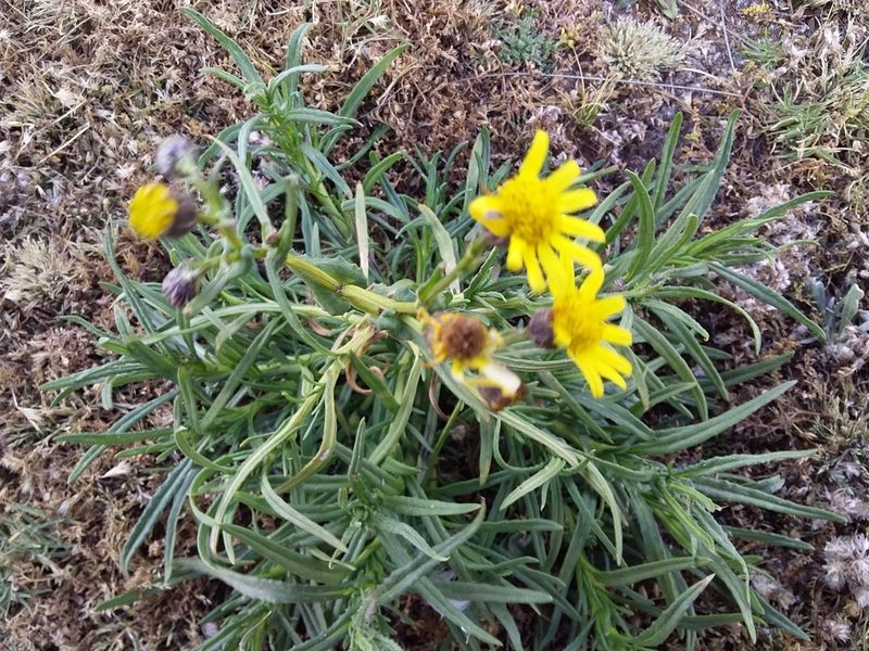 Senecio clivicola, photographed by Humber Alberto