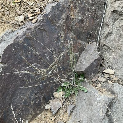 Chondrilla juncea, photographed by Daryl Nolan