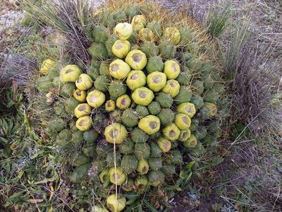 Cumulopuntia boliviana, photographed by Humber Alberto