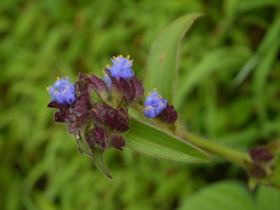 Cyanotis tuberosa, photographed by Dinesh Valke