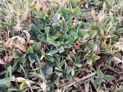 Trifolium amabile, photographed by Humber Alberto