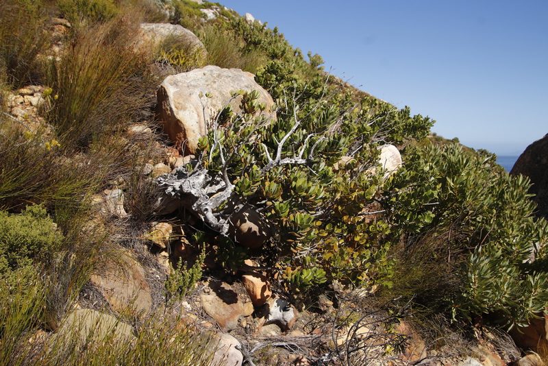 Heeria argentea, photographed by Tony Rebelo