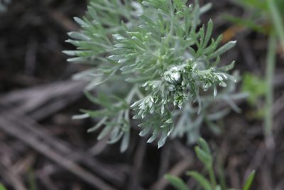 Artemisia austriaca, photographed by Марина Садыкова