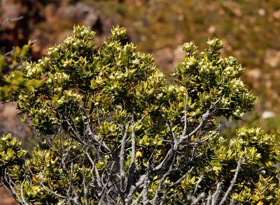 Phylica buxifolia, photographed by Tony Rebelo