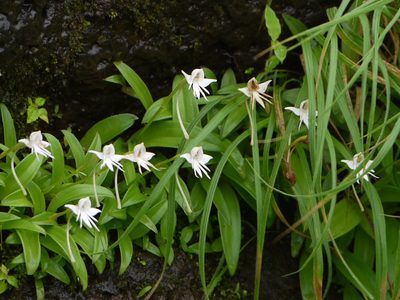 Habenaria rariflora, photographed by Dinesh Valke