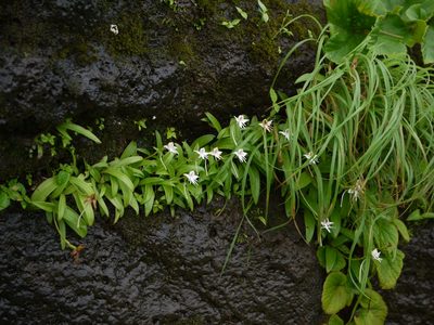 Habenaria rariflora, photographed by Dinesh Valke