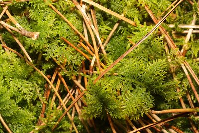 Thuidium tamariscinum, photographed by Stephen James McWilliam