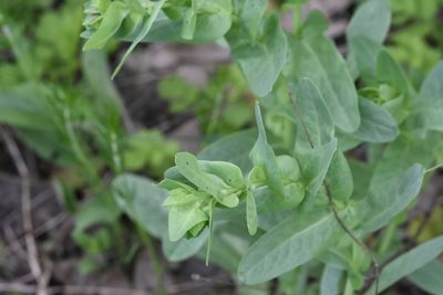 Cerinthe minor, photographed by Марина Садыкова