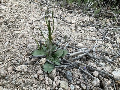 Chondrilla juncea, photographed by Daryl Nolan