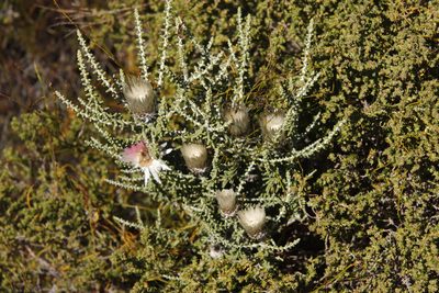 Phaenocoma prolifera, photographed by Tony Rebelo