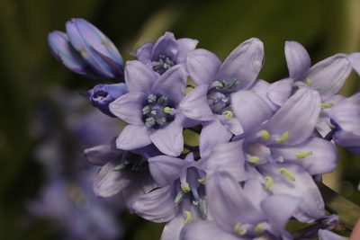 Hyacinthoides hispanica, photographed by Stephen James McWilliam