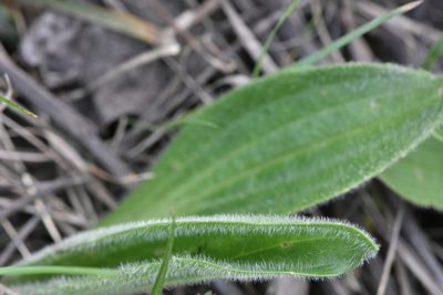 Plantago urvillei, photographed by Марина Садыкова