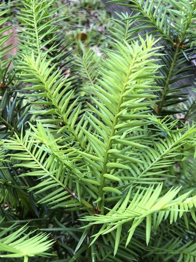 Torreya taxifolia, photographed by Rosario Douglas