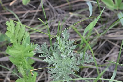 Artemisia pontica, photographed by Марина Садыкова
