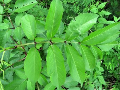 Zanthoxylum clava-herculis, photographed by Annika Lindqvist