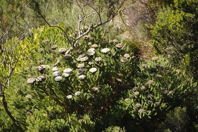 Berzelia albiflora, photographed by Tony Rebelo