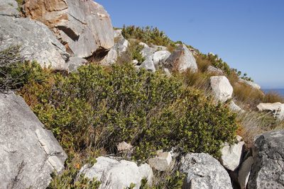 Searsia lucida, photographed by Tony Rebelo