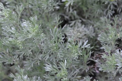 Artemisia austriaca, photographed by Марина Садыкова