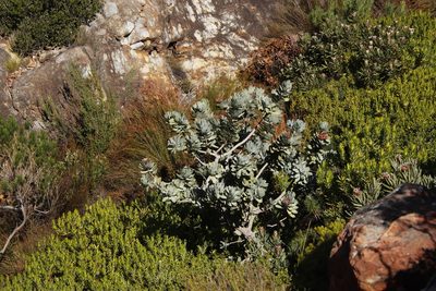 Protea nitida, photographed by Tony Rebelo