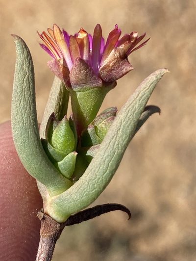 Phiambolia francisci, photographed by Dave U