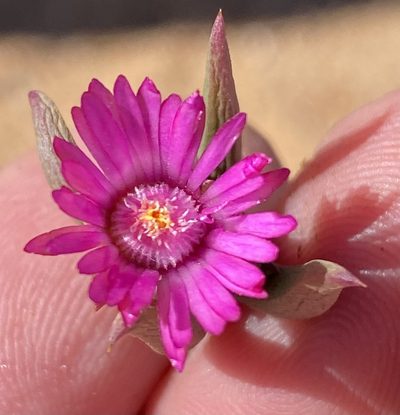 Phiambolia francisci, photographed by Dave U