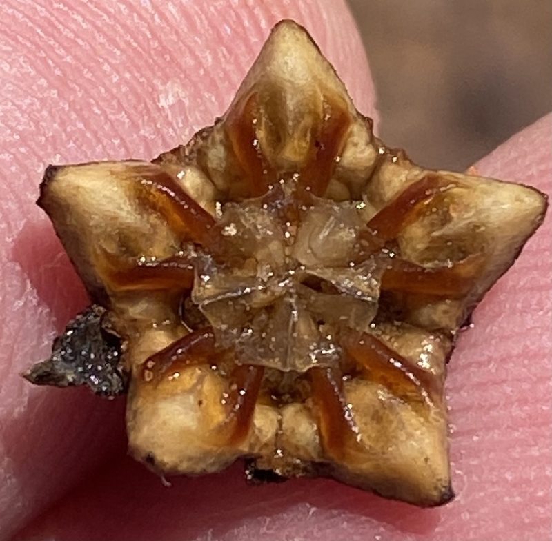 Phiambolia francisci, photographed by Dave U