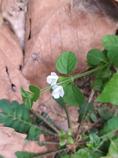 Leucas biflora, photographed by Pranav Chandra Bose