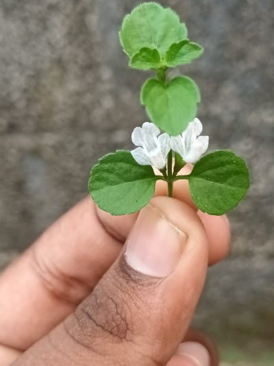 Leucas biflora, photographed by Pranav Chandra Bose