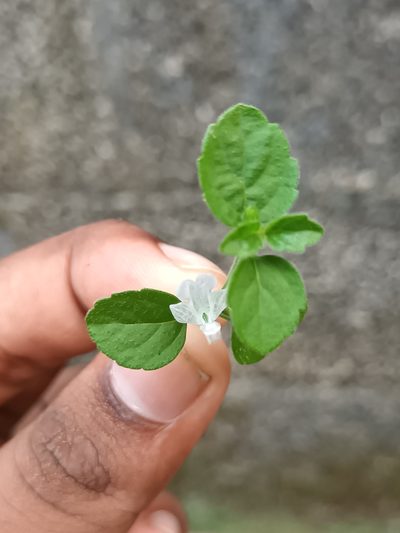 Leucas biflora, photographed by Pranav Chandra Bose