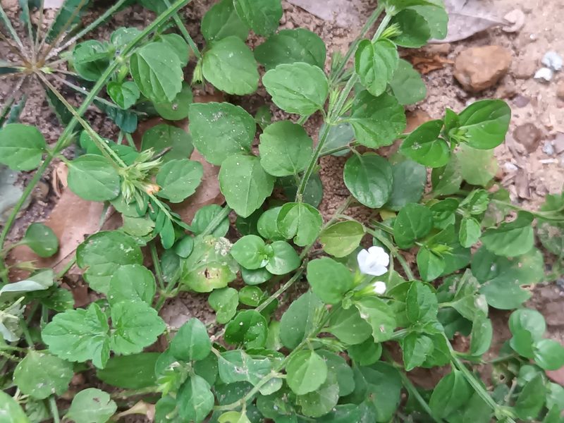 Leucas biflora, photographed by Pranav Chandra Bose
