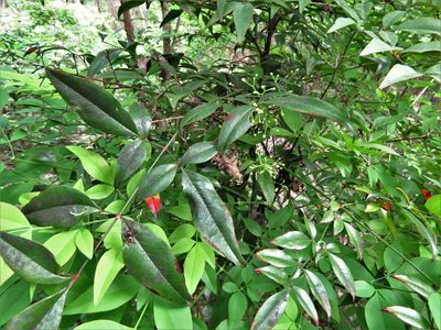 Nandina domestica, photographed by Annika Lindqvist