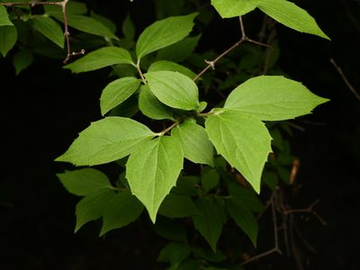Philadelphus coronarius, photographed by Alexis Tinker-Tsavalas