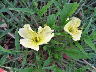 Oenothera triloba, photographed by Annika Lindqvist