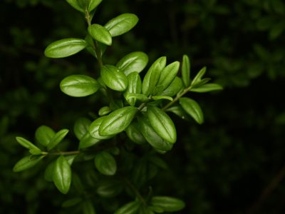 Buxus sempervirens, photographed by Alexis Tinker-Tsavalas