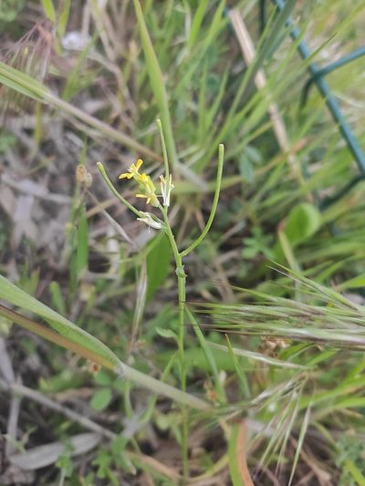 Erysimum repandum, photographed by KAnatoliy