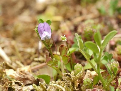 Vicia lathyroides, photographed by Alexis Tinker-Tsavalas
